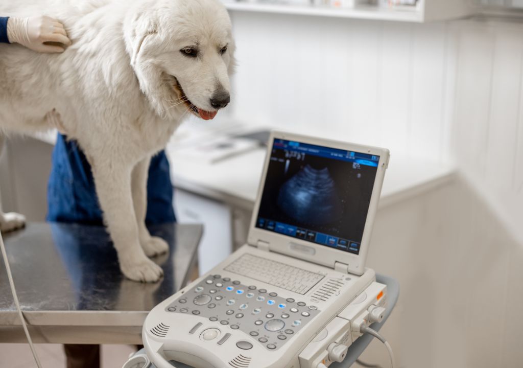 ultrasound for dogs